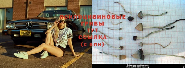 сатива Алексеевка